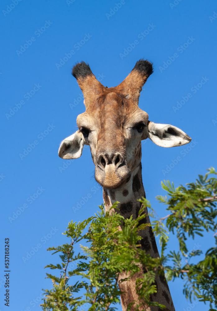 Naklejka premium Giraffe looking in an inquisitor manner