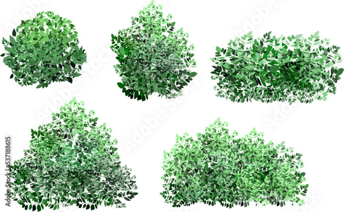Slika na platnu Realistic garden shrub, seasonal bush, boxwood, tree crown bush foliage