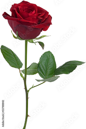 Fototapeta Naklejka Na Ścianę i Meble -  Isolated rose