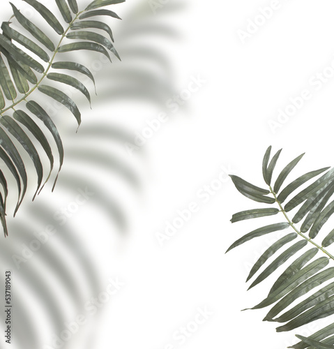 Green palm leaves frame with schadow, isolated.  photo