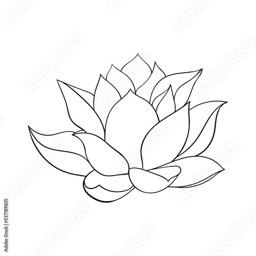 Lotus flower big bud. simple drawing of a lotus with curved petals.