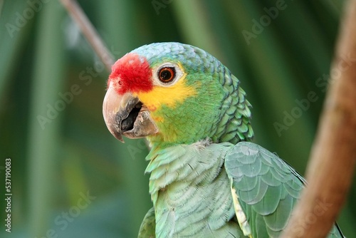 Portrait of beautiful Red-lored Amazon Parrot in Mexico on green blurry background behind the branch. High quality photo