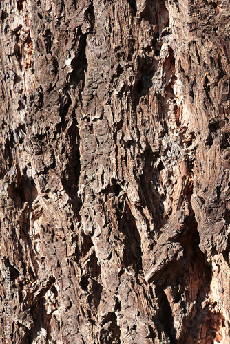 Close-up of the texture of the bark of the tree in the forest, the background of the tree. © Dzmitry