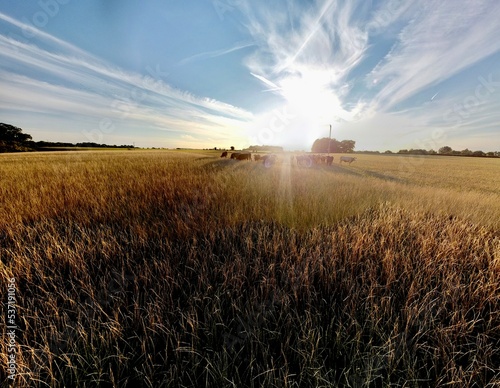 Wheat field on a hill © Martin