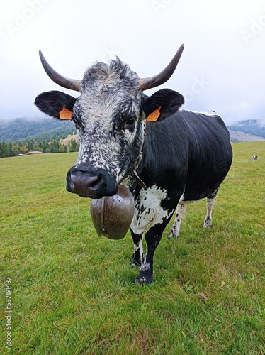 Vache de race vosgienne dans les pâturages de Fellering, près de la route des crêtes et du Markstein (Massif des Vosges, Alsace, Haut-Rhin, France)