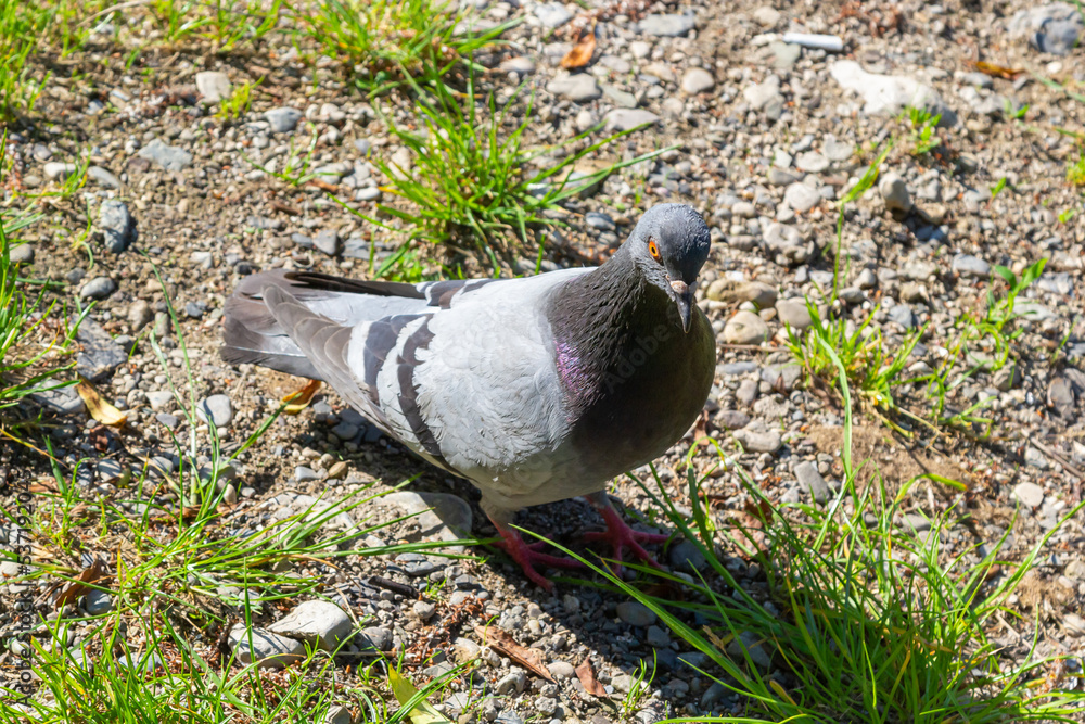 Fototapeta premium Pigeon on grass. Poultry and plants. City pigeon in park. One bird