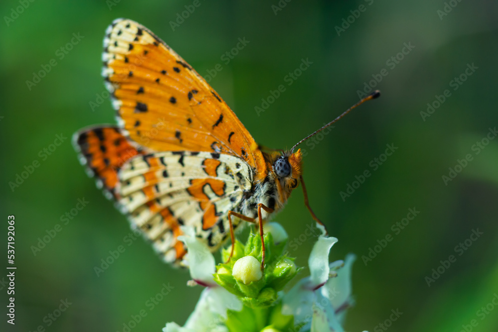 Glanville Fritillary, Melitaea cinxia, butterfly and spring wildflowers Glanville Fritillary, Melitaea cinxia, butterfly and spring wildflowers