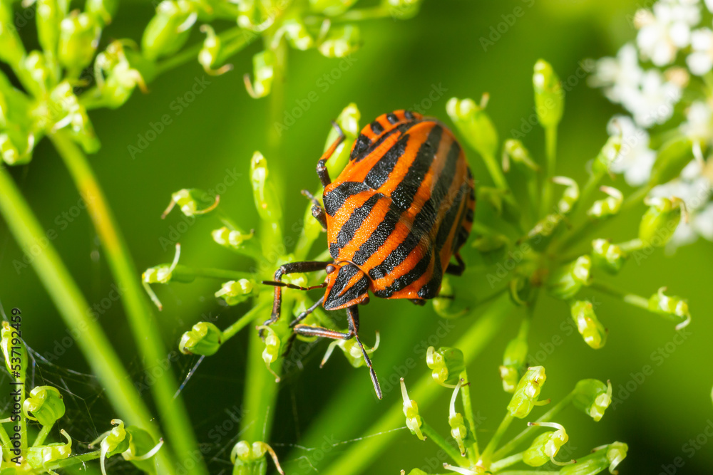 European Minstrel Bug or Italian Striped shield bug, Graphosoma lineatum, climbing a blad of grass European Minstrel Bug or Italian Striped shield bug, Graphosoma lineatum, climbing a blad of grass