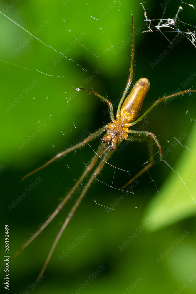 Tetragnatha montana on the termuric green leaf on a summers day Tetragnatha montana on the termuric green leaf on a summers day