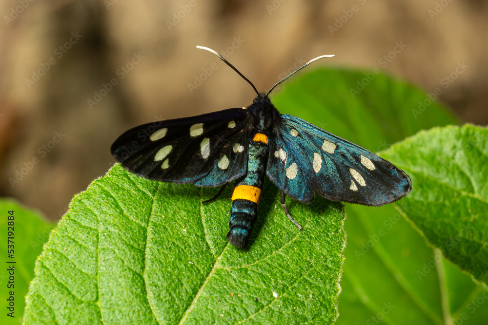 Close up of a nine spotted moth Amata phegea with spread wings Close up of a nine spotted moth Amata phegea with spread wings