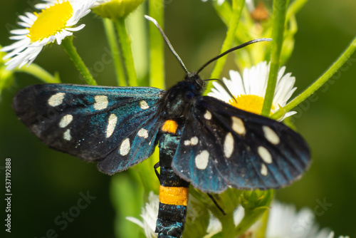 Nine-spotted moth or yellow belted burnet, Amata phegea, formerly Syntomis phegea, macro in weed, selective focus photo