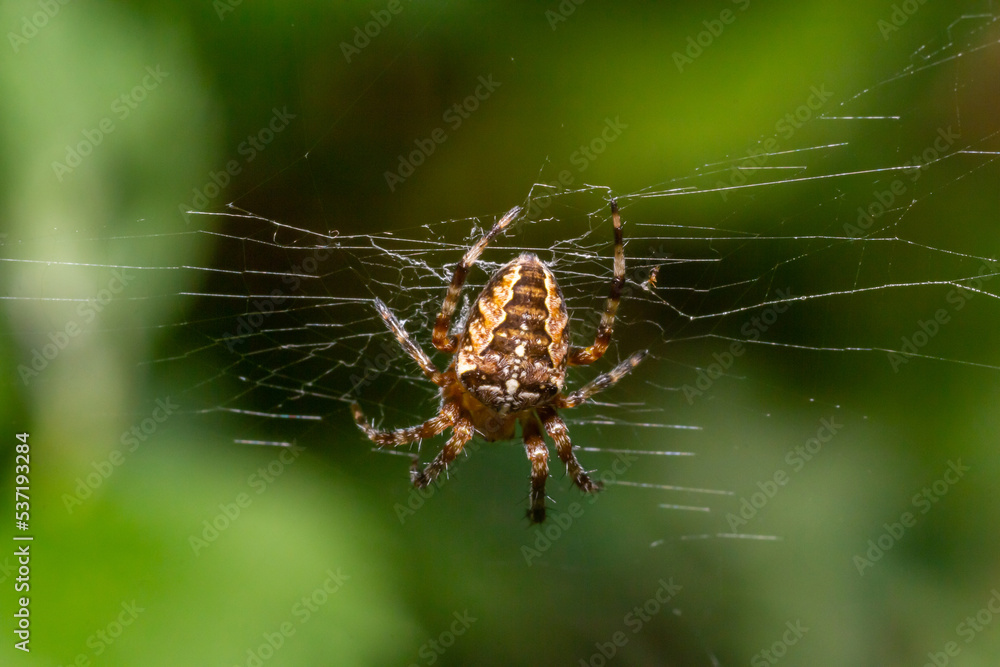 Close-up of a female European garden cross spider Araneus diadematus in the web Close-up of a female European garden cross spider Araneus diadematus in the web