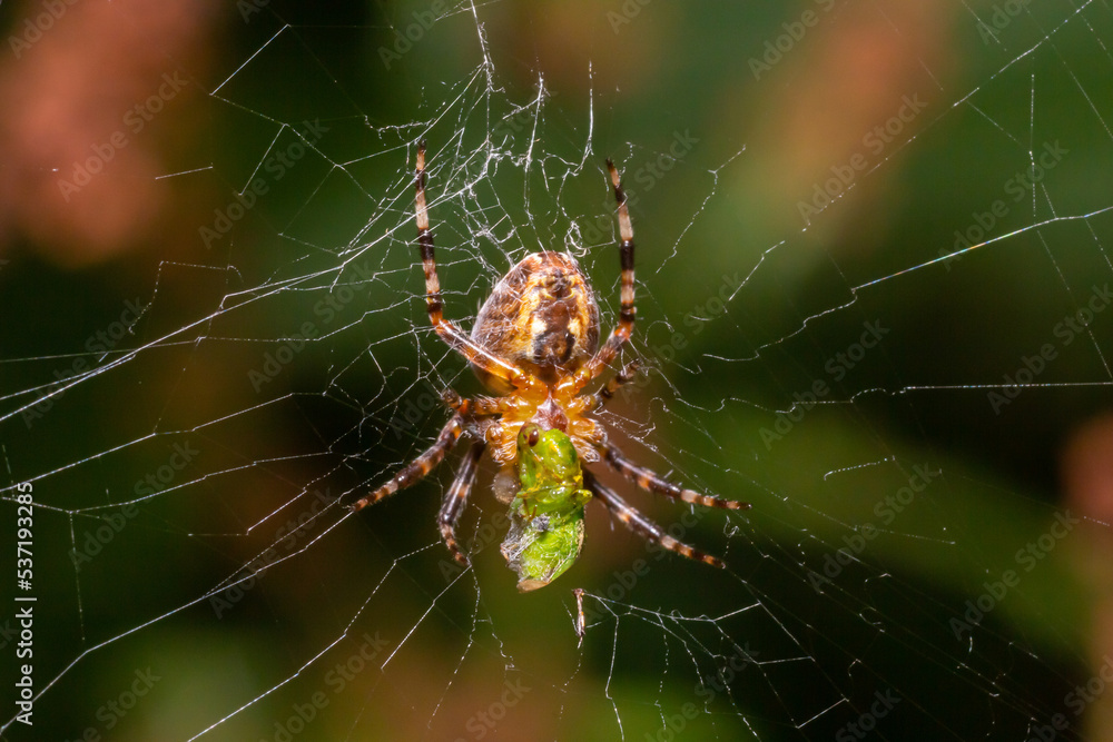 Close-up of a female European garden cross spider Araneus diadematus in the web Close-up of a female European garden cross spider Araneus diadematus in the web