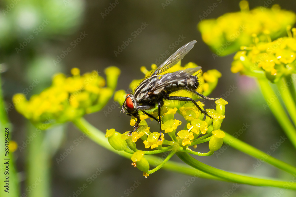 Common flesh fly sitting on a meadow flower. European species Sarcophaga carnaria