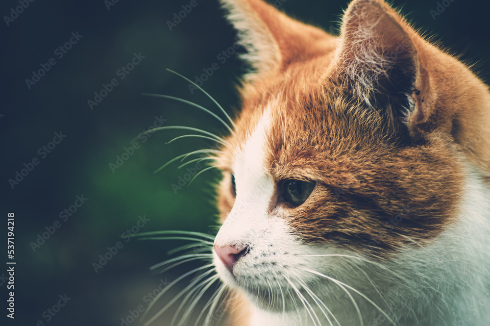 Ginger cat playing in the garden. Cat on dry grass. Pet outdoor photo.
