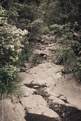 Wallpaper Mural Dry waterfall in the forest with rocks and trees Torontodigital.ca