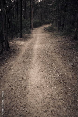 A walk in the forest on lonely track road