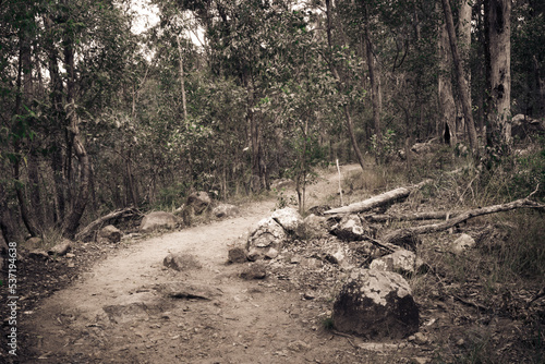 Wallpaper Mural A walk in the forest on a lonely track Torontodigital.ca