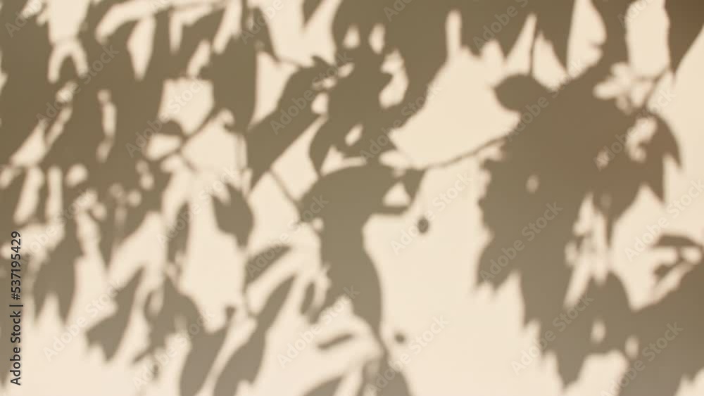 Transparent soft light and shadows from branches, plant, foliage and leaves. Sun and shadows. Gray shadow of the leaves on a wall. Space for text. Product presentation, mockup for advertising. 4k Transparent soft light and shadows from branches, plant, foliage and leaves. Sun and shadows. Gray shadow of the leaves on a wall. Space for text. Product presentation, mockup for advertising. 4k