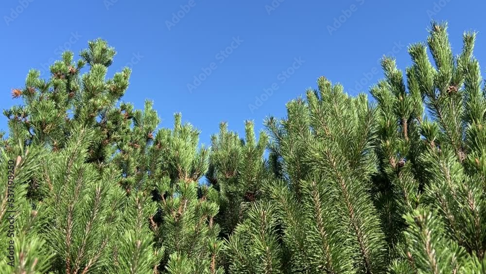 Pine trees in coniferous forest against blue sky. Pine trees in coniferous forest against blue sky.