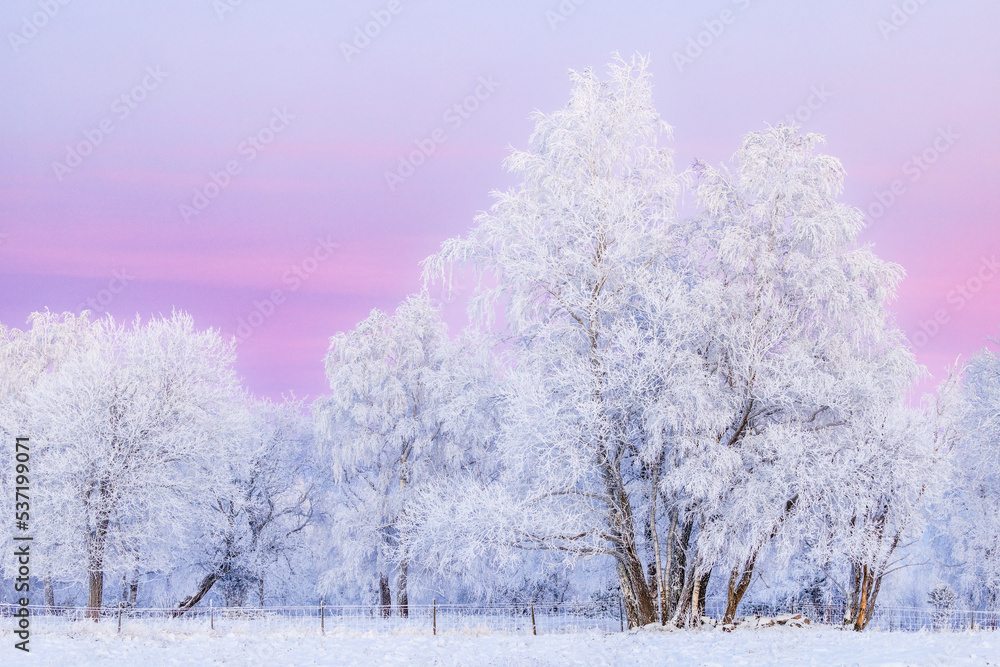 Tree grove with hoarfrost a cold winter evening
