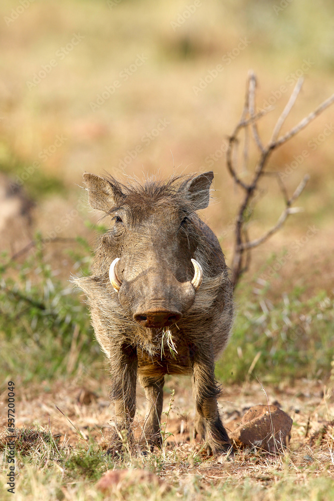 Warthog, Pilanesberg National Park, South Africa Warthog, Pilanesberg National Park, South Africa