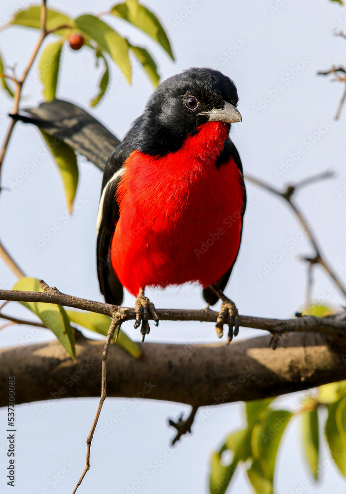 Fototapeta premium Crimson Breasted Shrike, Pilanesberg National Park, South Africa