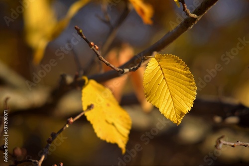 Last ochre leaves of autumn on tree