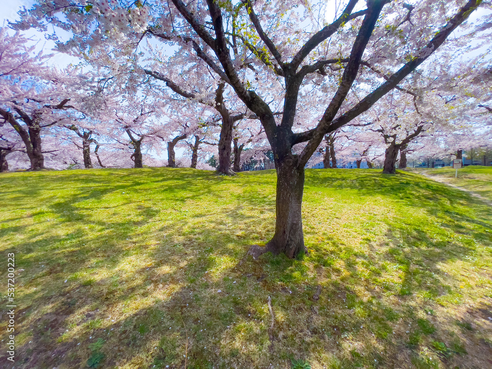 Rows of cherry blossom trees in full bloom and lawn grass stretching shadows Rows of cherry blossom trees in full bloom and lawn grass stretching shadows