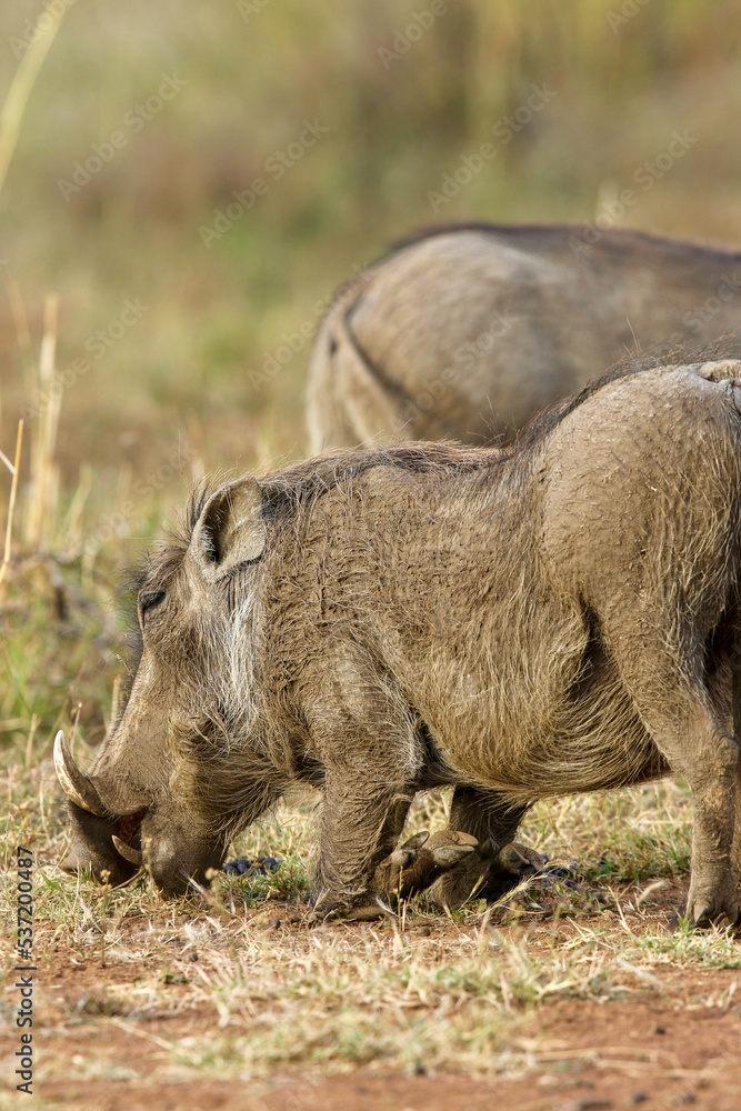 Warthog feeding on roots, Pilanesberg National Park, South Africa Warthog feeding on roots, Pilanesberg National Park, South Africa