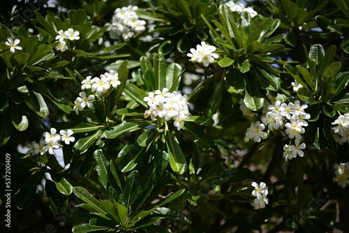 Closeup shot of white flowers blooming on plumeria acuminata tree photo