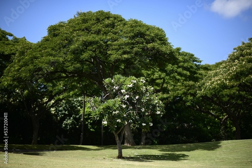 Scenic view of the plumeria acuminata tree with white flowers blooming in the park photo