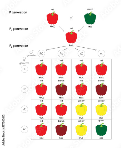 Fruit Color Genetics of Bell Pepper (Capsicum annuum). Interaction between genes at two loci determines a single characteristic.