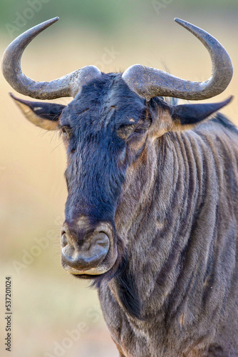 Blue Wildebeest Bull, Pilanesberg National Park, South Africa