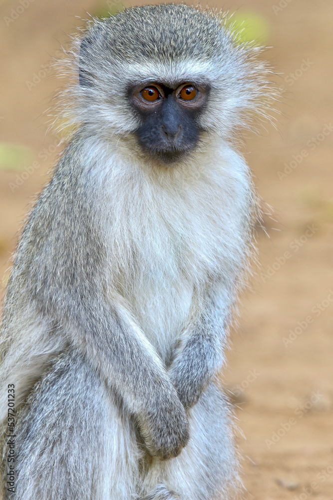 Naklejka premium Vervet Monkey, Pilanesberg National Park, South AFrica