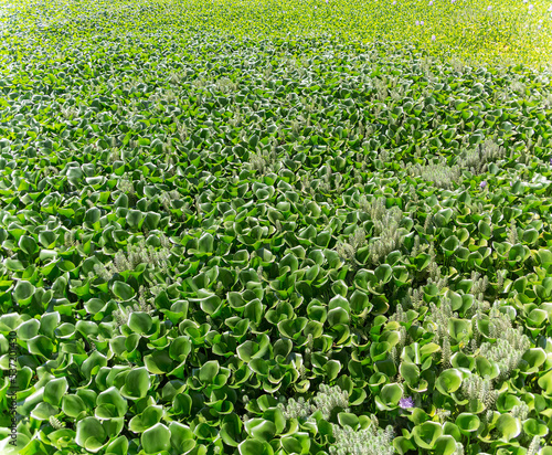 Huge panoramic view of a hyacinth field, Wild-type Hyacinthus orientalis, an aquatic plant recognized as a river pest