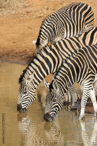 Plains Zebra drinking at the waterhole, Pilanesberg National Park, South Africa