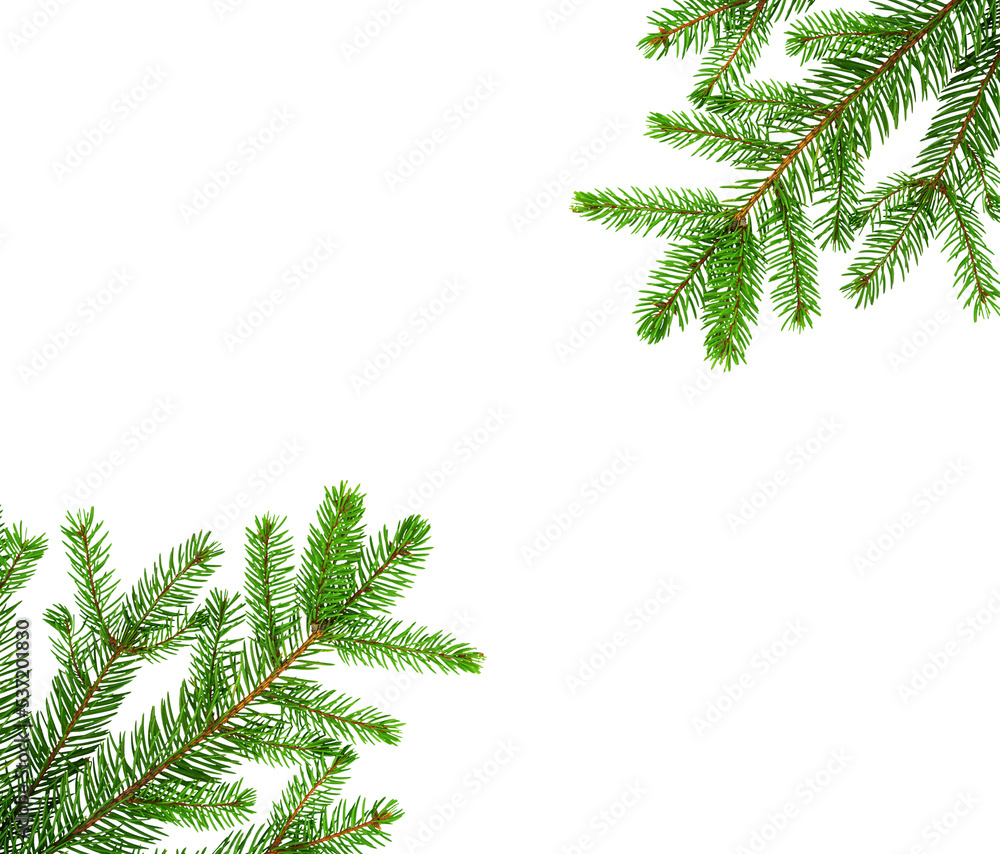 Frame made of spruce branches. Christmas tree isolated on white background. New Year 