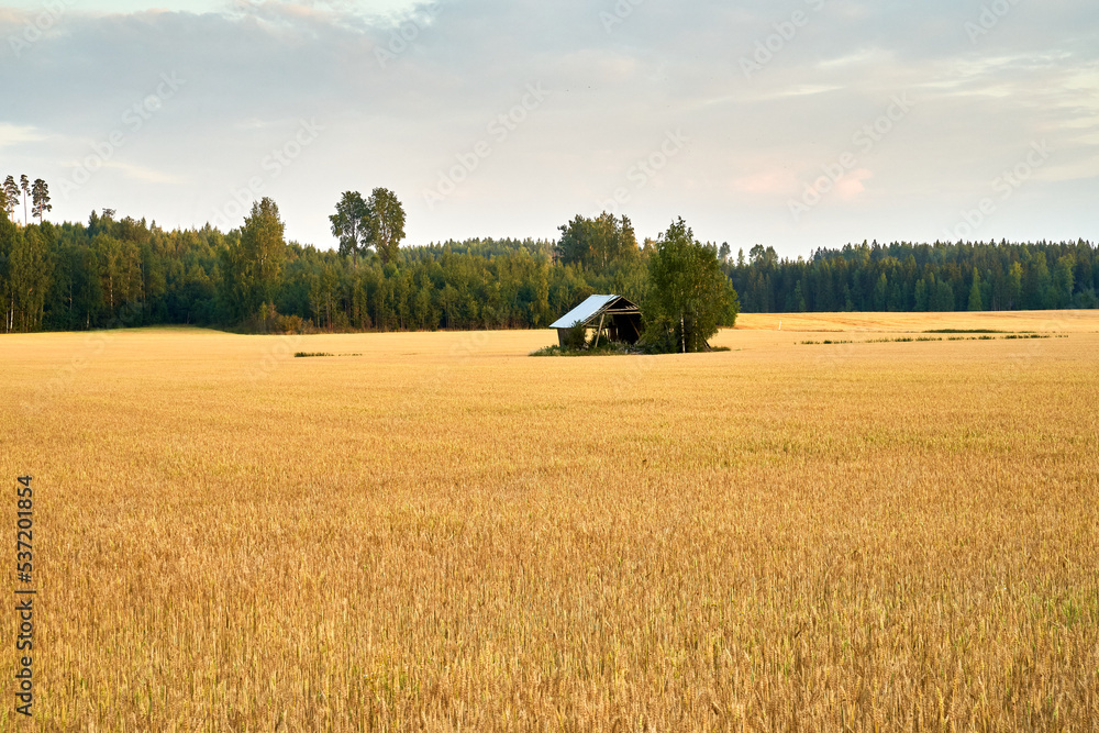 Fototapeta premium Field of gold