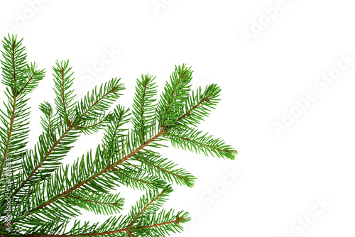    Green spruce isolated on white background for your design. Christmas tree. Branch with needles