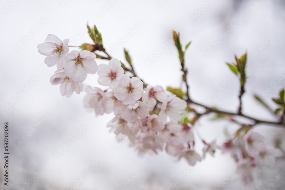 Obraz premium Cherry blossoms