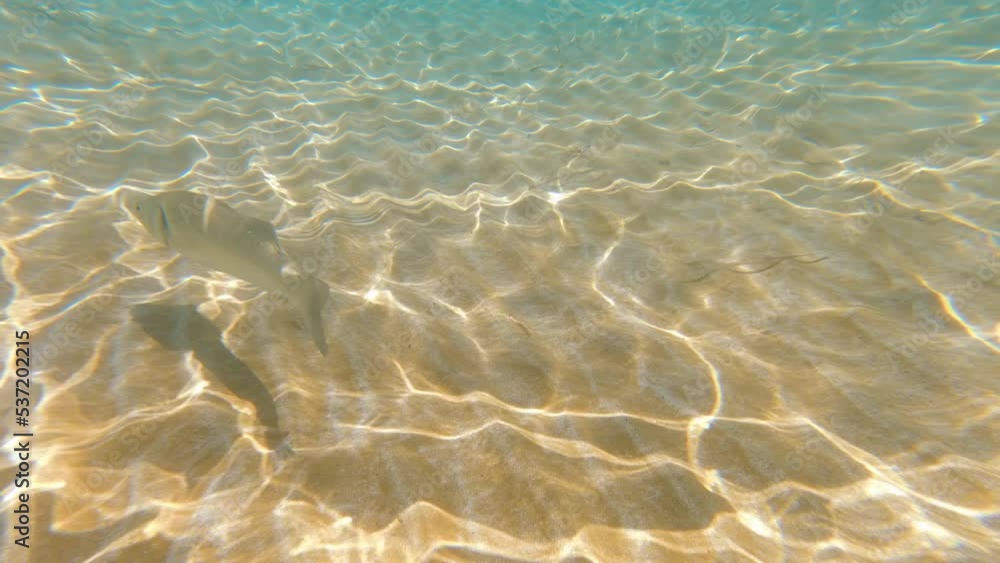 Fish swimming underwater in Cyprus sea Fish swimming underwater in Cyprus sea