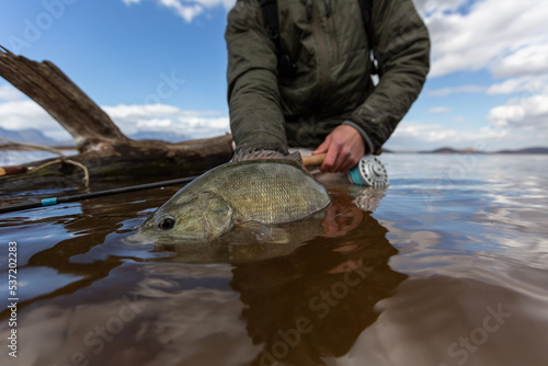 huge smallmouth bass catch and release