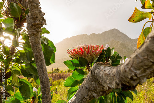 beautiful flowering protea at sunset