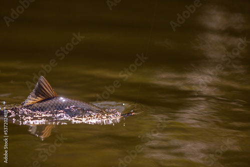 fish in the water