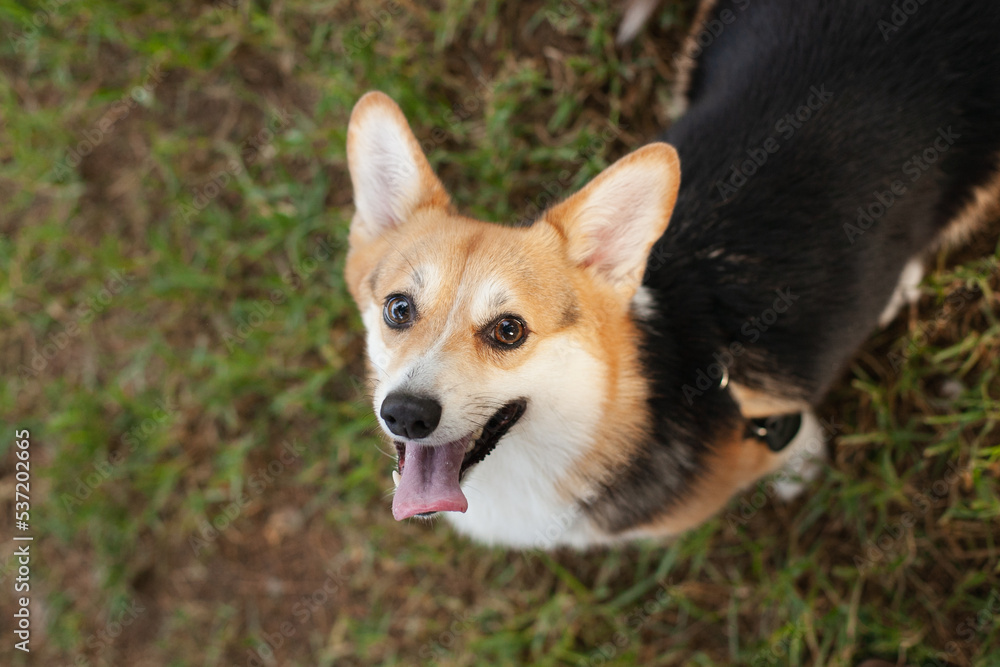 Cute corgi dog with tongue out. Welsh corgi purebred dog looking up to camera asking for food or waiting to be fed.