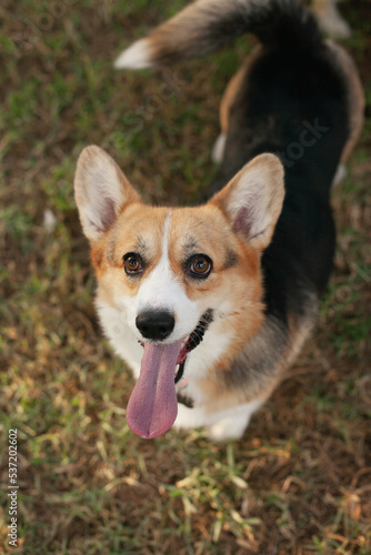 Welsh corgi cardigan dog closeup portrait. Cute puppy smiling in the park with a tongue out., looking to the camera 