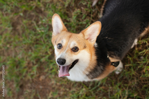 Cute corgi dog with tongue out. Welsh corgi purebred dog looking up to camera asking for food or waiting to be fed.
