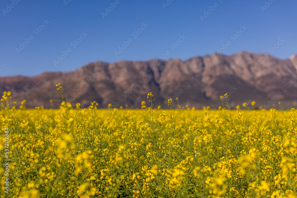 yellow spring flowers with mountain background