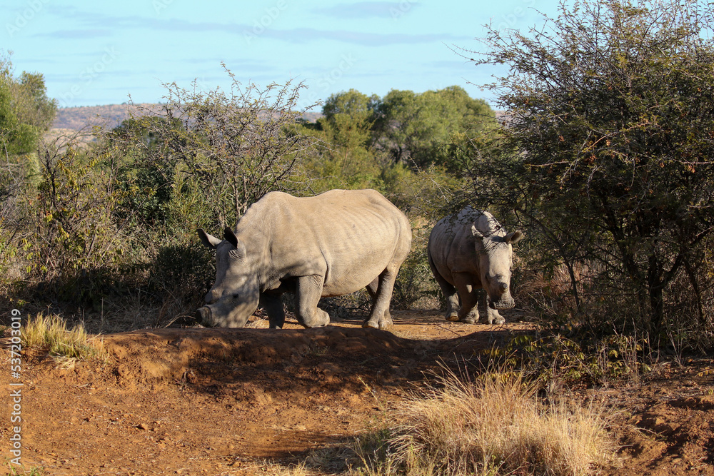 Fototapeta premium White Rhino or Rhinoceros, Pilanesberg South Africa